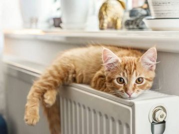 wohnen-wohnung-haus-katze-heizung Energieeffizientes heizen in im Eigenheim