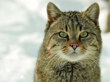 Wildkatze-allgemein-4